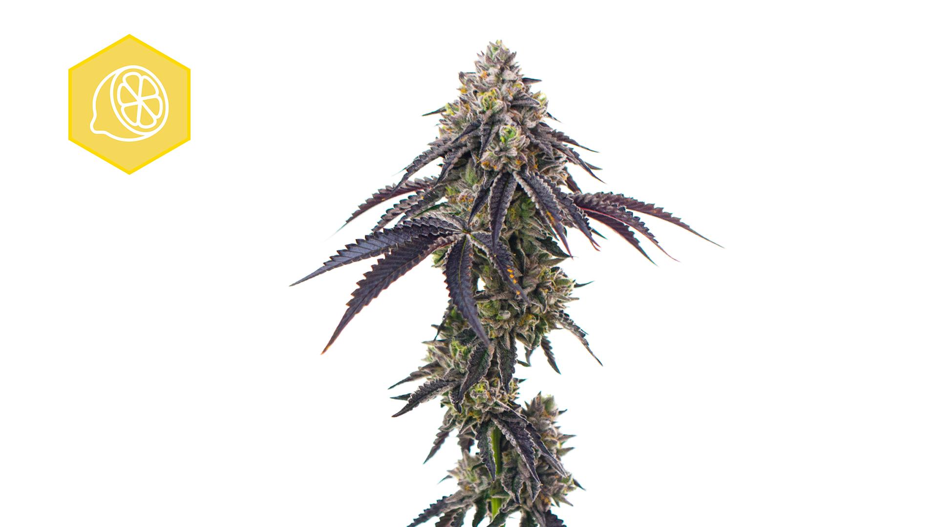 Limonene-Dominant Strains